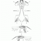 YFZ450R SPECIAL EDIT (YFZ45YSSKR) Наклейки