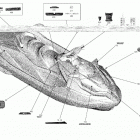 001 - GTX 155 / FISH PRO Наклейки