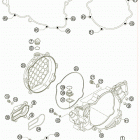 250 XC-W USA ENGINE Кожух сцепления